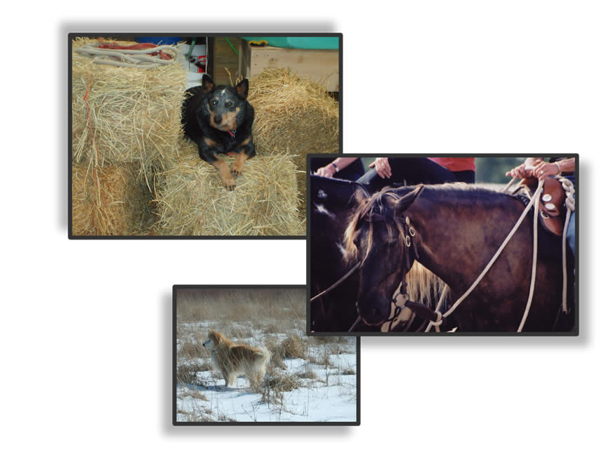 Animals