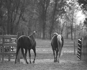 The Ranch OutBack Boarding