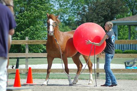 Horse and Ball training